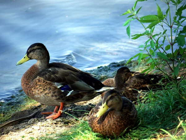Krzyżówka kaczki na rzece — Zdjęcie stockowe