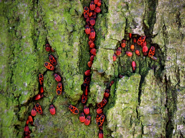 Coléoptères rouges dans l'écorce — Photo