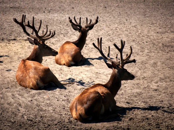 3 deers — 스톡 사진