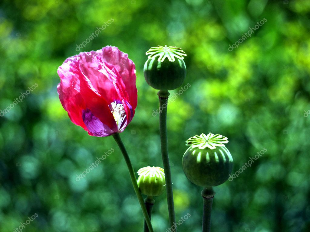 Opium Poppy Bloom Stock Photo C Fritzundkatze 3518825