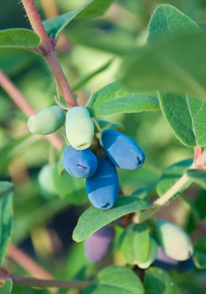 stock image FRESH BERRIES IN A GARDEN