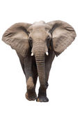elefánt elszigetelt