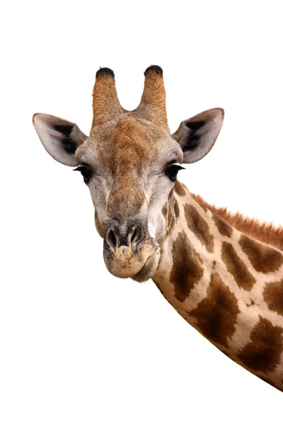 Žirafa portrét — Stock fotografie