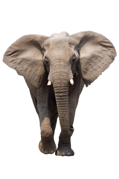Elefánt elszigetelt Stock Fotó