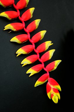 heliconia siyah