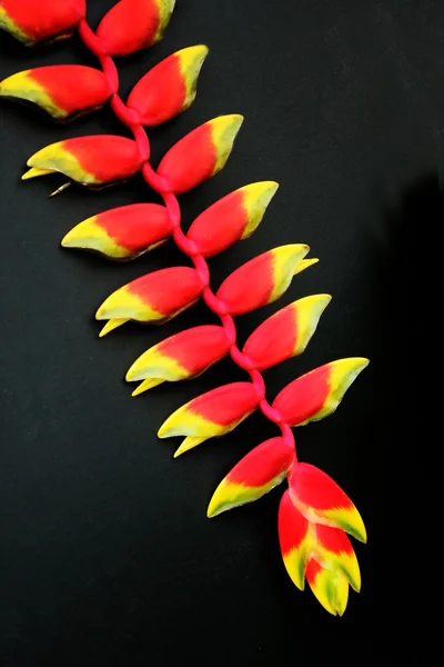 Heliconia in black — Stock Photo, Image