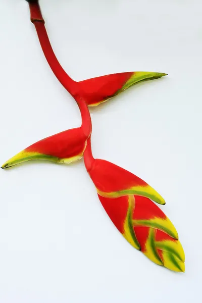 Tropica heliconia — Stock Photo, Image