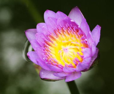 Lotus çiçeği