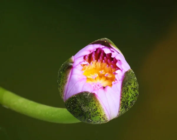 Lotus gul — Stockfoto