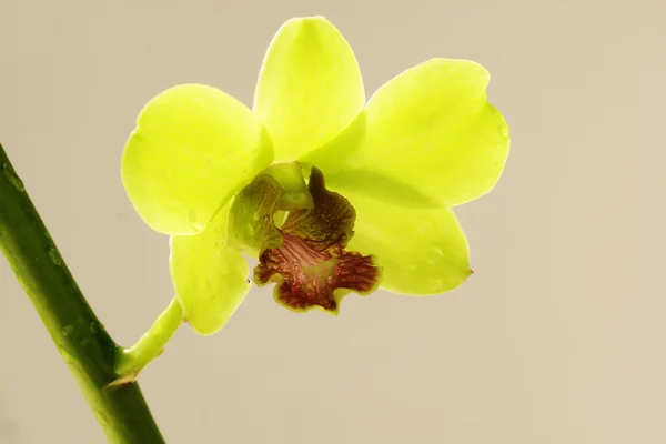Orquídea verde — Fotografia de Stock