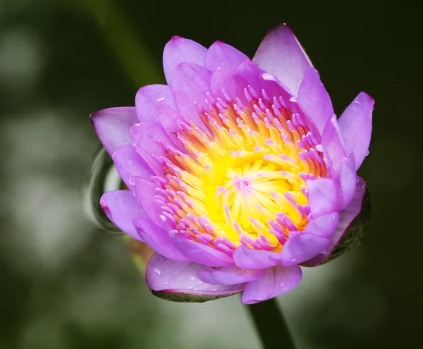 stock image Lotus blossom