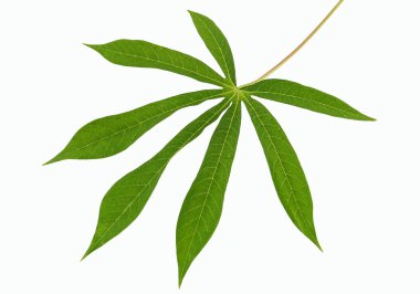 Cassava leaf clipart