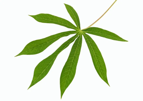 Cassava leaf — Stock Photo, Image