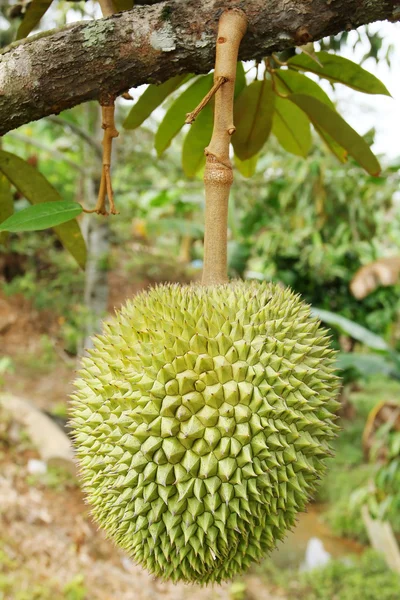 The king of asian fruit — Stock Photo, Image