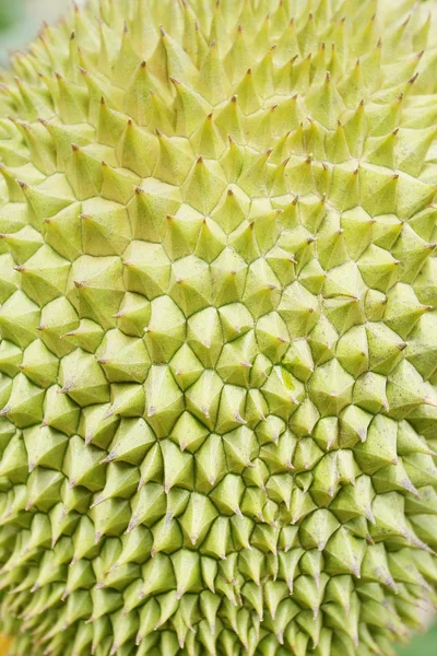 Primo piano spinoso duriano — Foto Stock