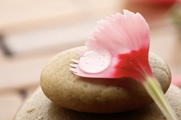 Flower petal resting on rounded pebbles. — Stock Photo, Image