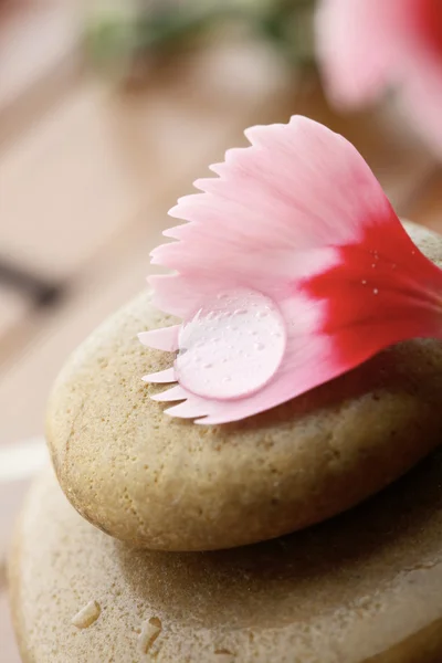 Flower petal resting on rounded pebbles. — Stock Photo, Image