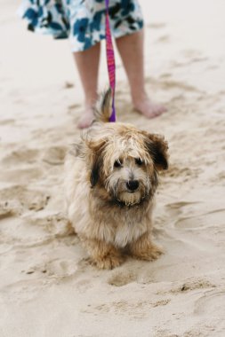 A dog on the beach with owner.