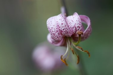 martagon veya Türkler cap lily.