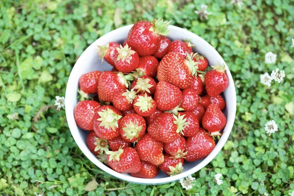 Νωπές φράουλες σε ένα μπολ. — Φωτογραφία Αρχείου