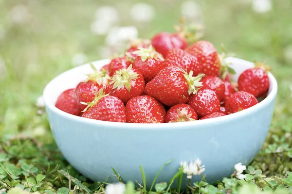 Fresas frescas en un tazón. — Foto de Stock