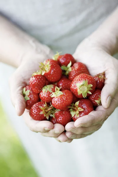 Κρατώντας τις φρέσκες φράουλες. — Φωτογραφία Αρχείου