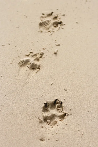 stock image Dog paw prints in the sand.