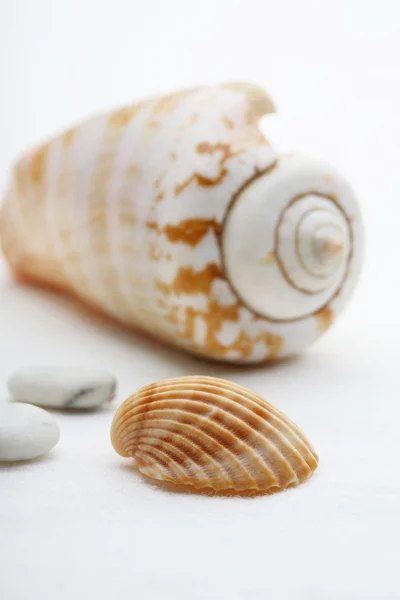 Close-Up seashell düzenleme. — Stok fotoğraf