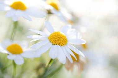 White Aster Daisies. clipart