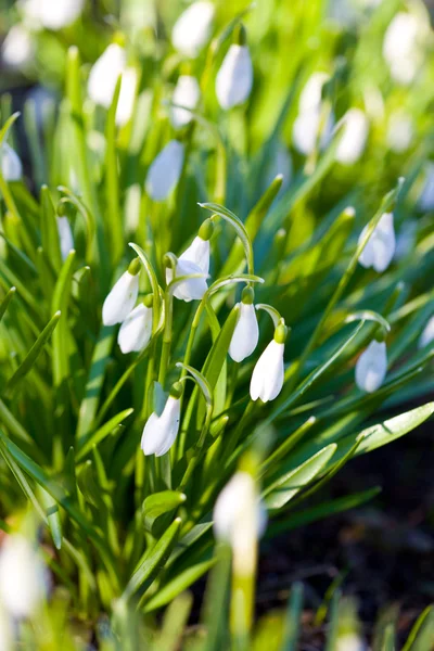 Spring snowdrop flowers — Stock Photo, Image