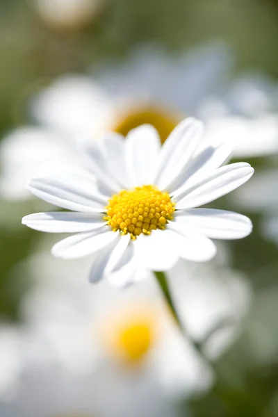 White Aster Daisy. — Stock Photo, Image