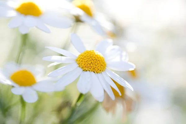 stock image White Aster Daisies.