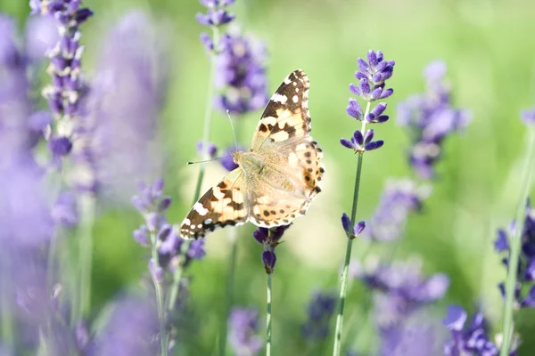 stock image Butterfly resting on lavender.