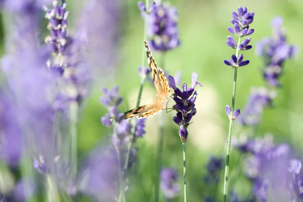 stock image Butterfly resting on lavender.