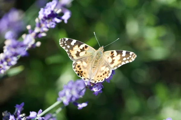 stock image Butterfly resting on lavender.