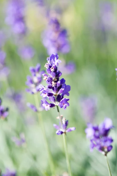 Stock image Lavenders.