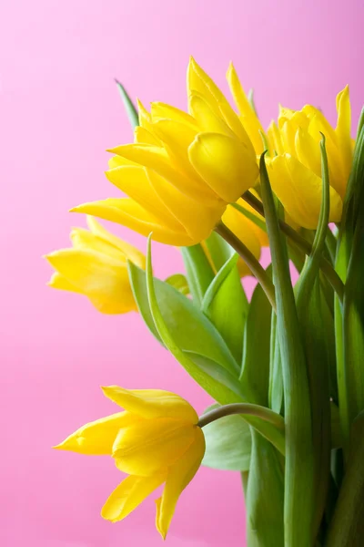 Κίτρινο τουλίπες για ροζ — Φωτογραφία Αρχείου