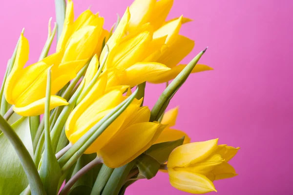 Tulipanes amarillos sobre rosa — Foto de Stock