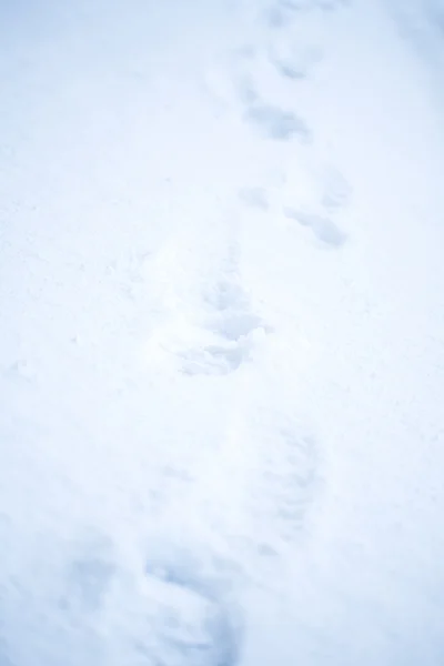 Lábnyomok a hóban — Stock Fotó