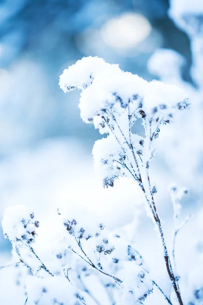 Frostiga blomma — Stockfoto