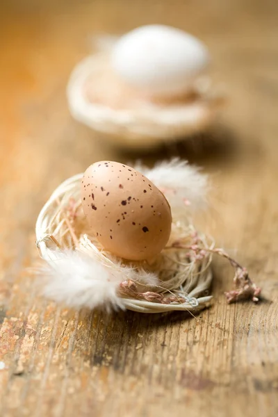 牡蛎蛋 — 图库照片