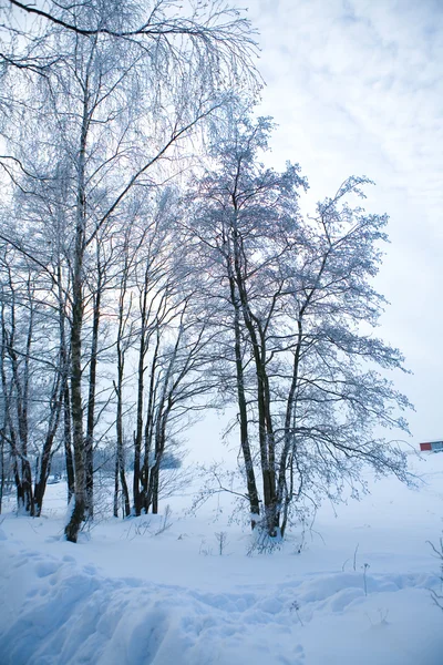 stock image Beautiful winter scene