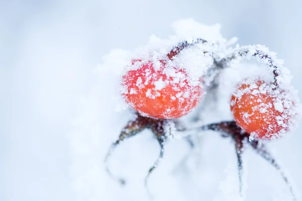 Bevroren rozenstruik — Stockfoto
