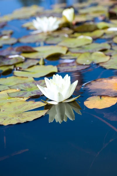 White Water-Lily. Stock Photo