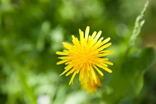 stock image Beautiful yellow dandelion