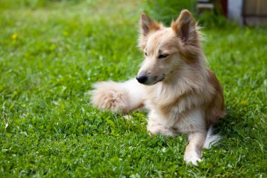 köpek çim üzerinde yalan