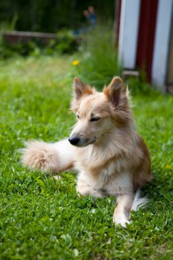 köpek çim üzerinde yalan