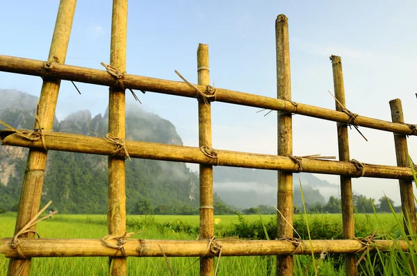 Rice fields Stockfoto