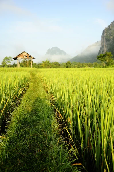 Rice fields Rechtenvrije Stockfoto's