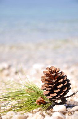 Pine cone at the beach clipart